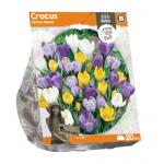 Baltus Crocus Vernus Mixed bloembollen per 20 stuks